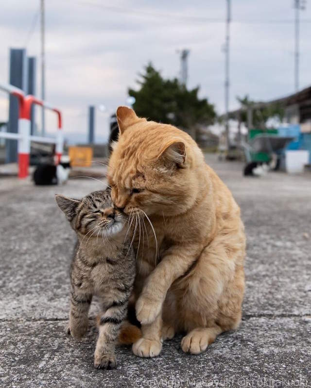 Street Cats By Masayuki Oki