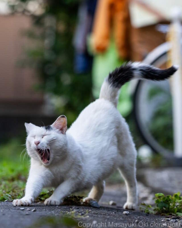 Street Cats By Masayuki Oki