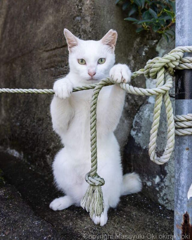 Street Cats By Masayuki Oki