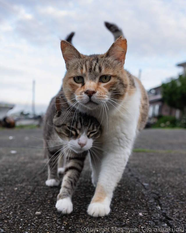 Street Cats By Masayuki Oki