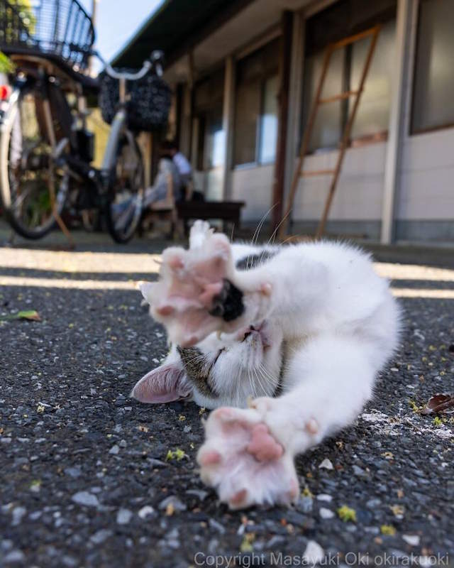 Street Cats By Masayuki Oki