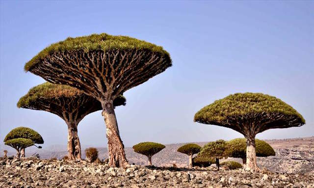 Shangrala's Strange Natural Wonders