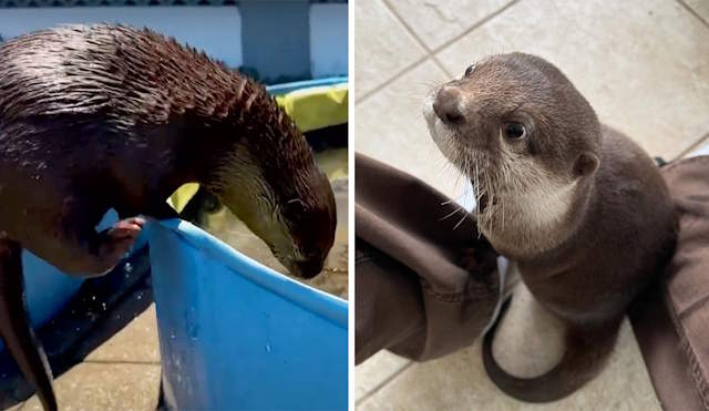 Shangrala's Water Rescue Otter