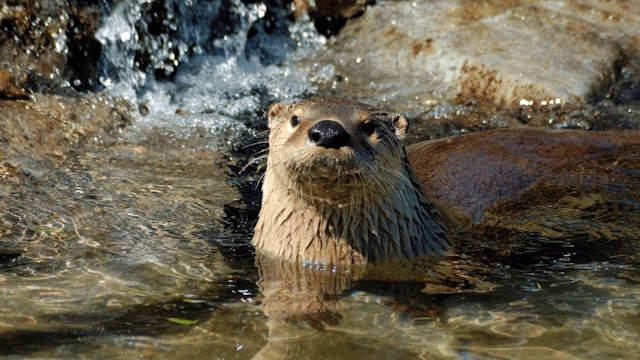 Shangrala's Water Rescue Otter