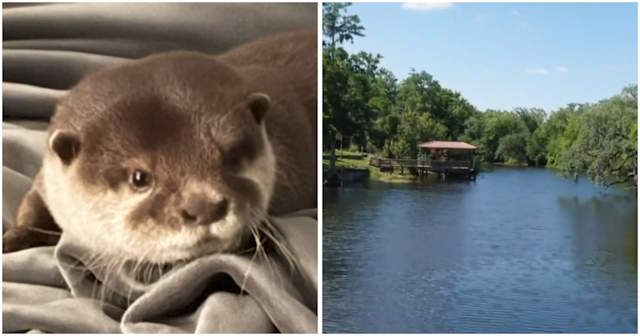 Shangrala's Water Rescue Otter
