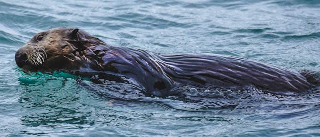 Shangrala's Water Rescue Otter