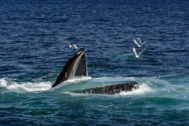 Shangrala's Trapped Inside A Whale