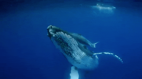 Shangrala's Trapped Inside A Whale